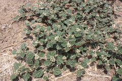 Chrozophora prostrata